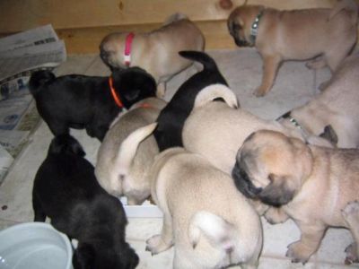 A BEAUTIFUL AND HEALTY DOGS AND PUPPY FOR SALE 