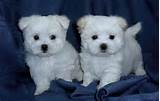 Wonderful maltese puppies for rehoming