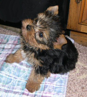 Gorgeous Yorkshire terrier puppies for adoption 