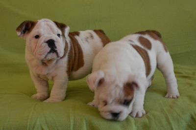 Affectionate English Bulldog Puppies For Adoption.