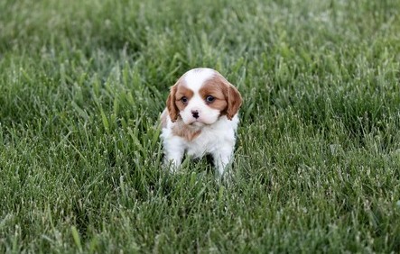   Cavalier King Charles Spaniel.