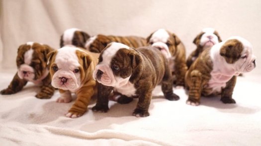 English bulldog with pedigree