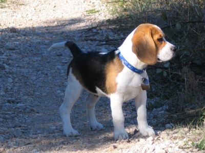 love and adorable puppy