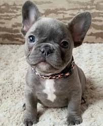 French bulldog puppies available