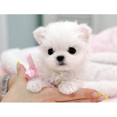 exccellent mini maltese for adoption