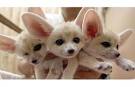 Cute, Gorgeous And Lovely Fennec Fox For sale