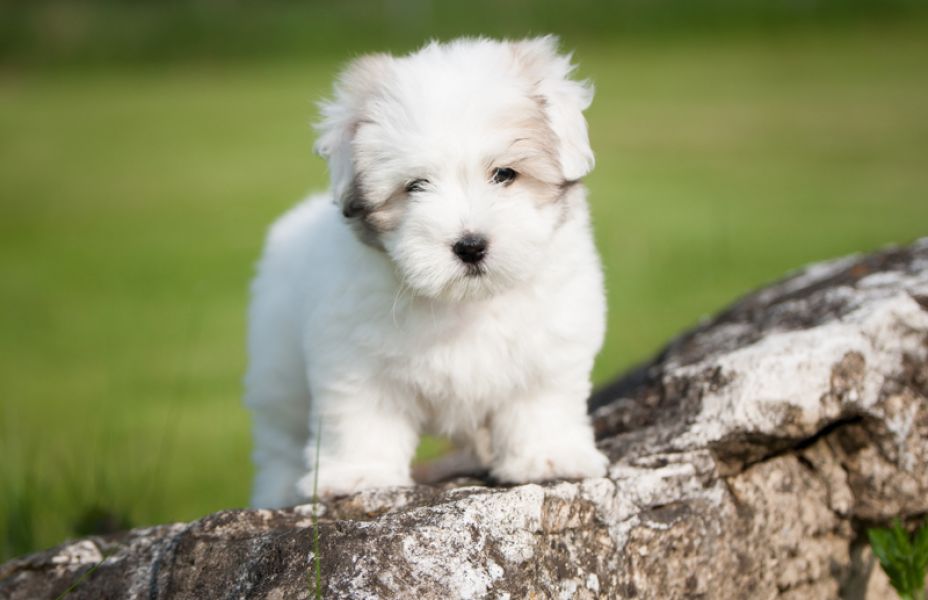 Wonderful Coton de Tuléar Male with FCI pedigree