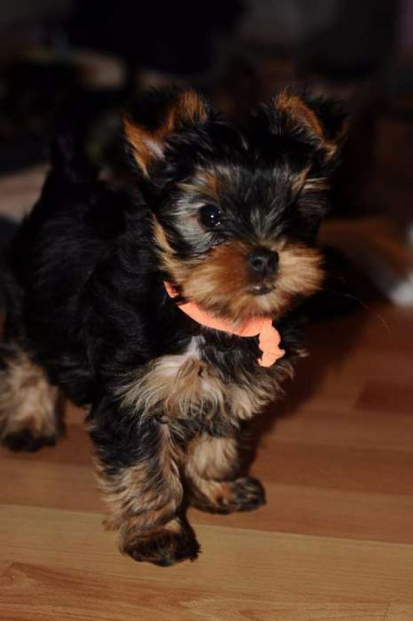 Cute Yorkie puppies for adoption Text me at + 1786-480-2944