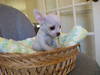 Adorable Teacup Chihuahua Puppies for Adoption