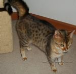 savannah ,ocelot kitten, serval kitten and margay kittens for sale