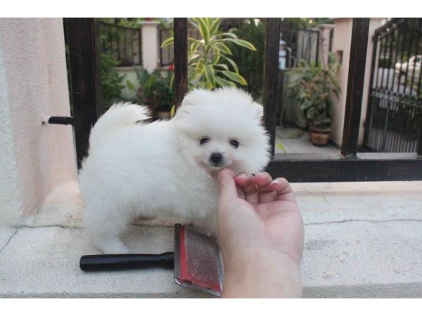Potty  Pomeranian Puppies for sale