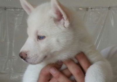 MALE AND FEMALE SIBERIAN HUSKY FOR ADOPTION