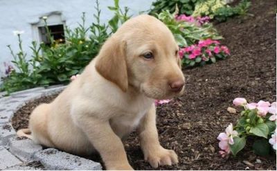 Labrador Retriever Puppies For Homes