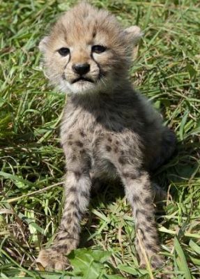 Servals , F1 savannahs, ocelots and cheetah cubs available