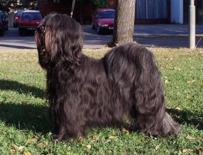 TIBETAN TERRIER puppies only with pedigree