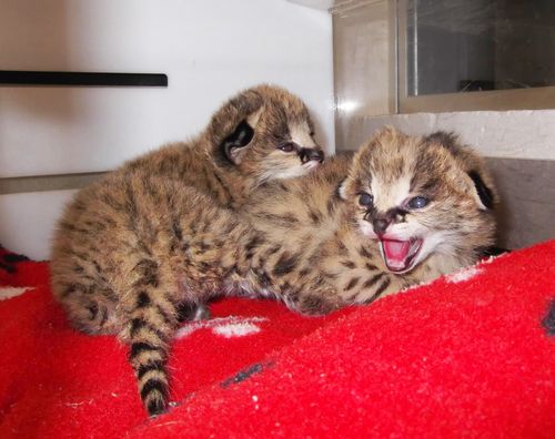 African Serval kittens