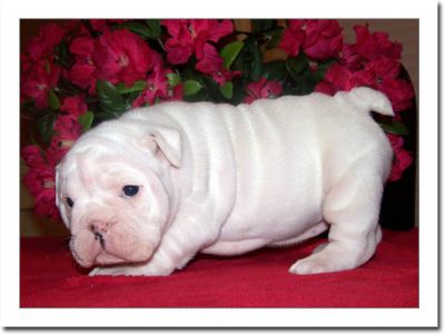 cute and lovely bulldog puppies for free adoption