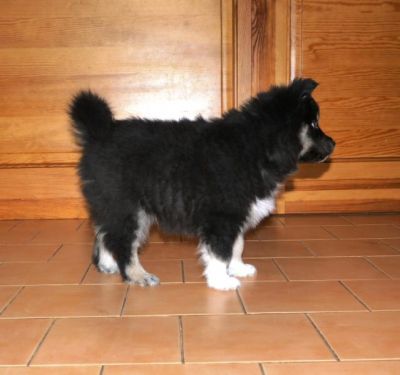 Hopeful cuddly dog Finnish Lapphund (Lapinkoira)