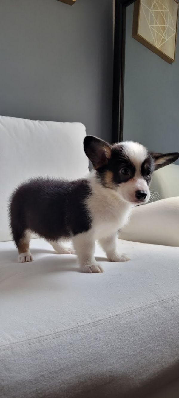 Corgis for a new home 