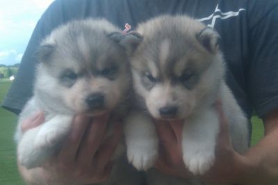 Cute Siberian Husky Puppies For Free Adoption***********
