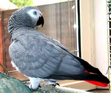 Male and Female African Gray Parrots