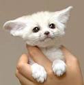 Cute, Gorgeous And Lovely Fennec Fox For sale