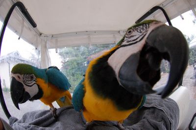 Talking and hand feed blue and gold macaws birds for adoption 