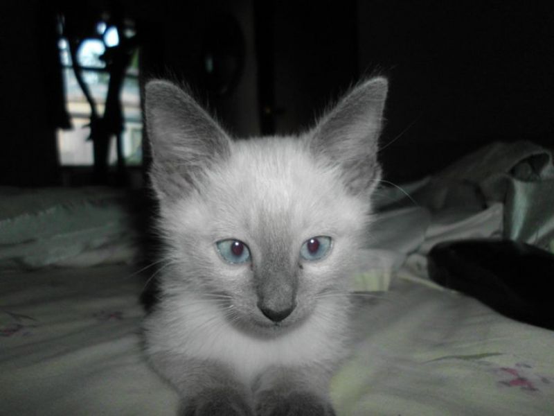 Adorable Siamese kittens