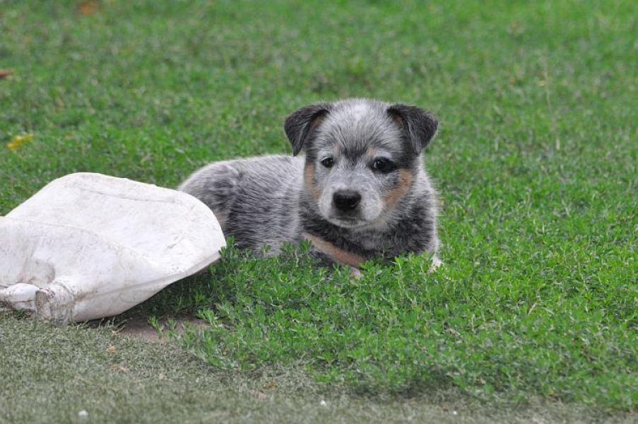Australian cattle dog