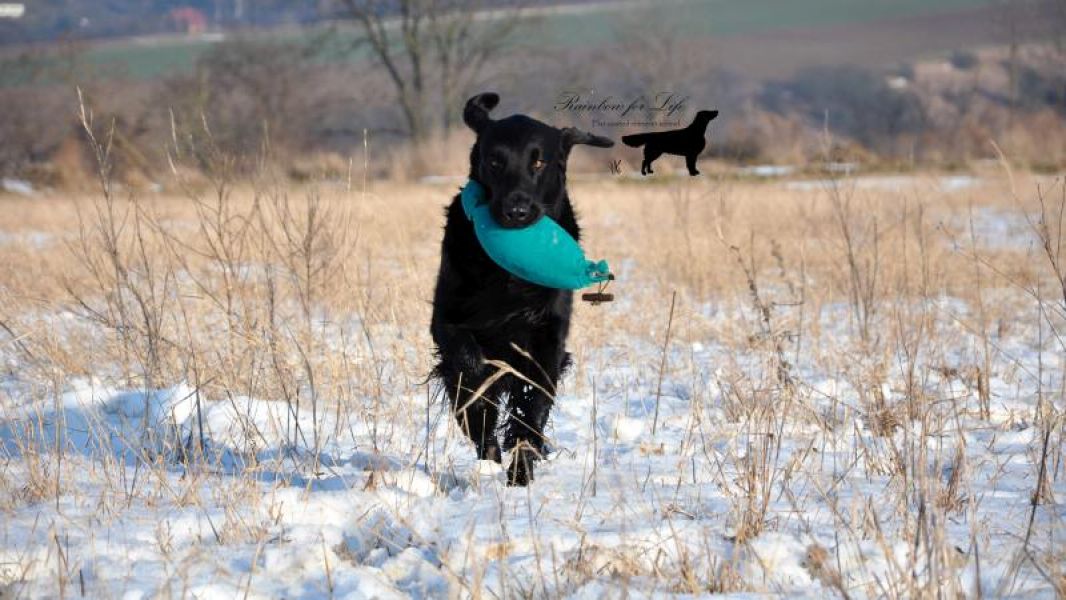 Offer of mating, beautiful and successful dog Flat Coated Retriever