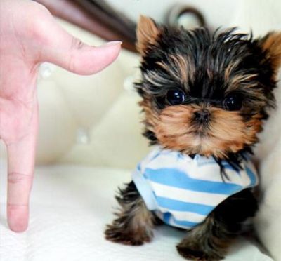 Teacup yorkie puppies for adoption