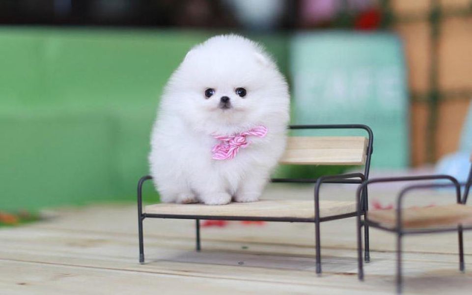 Loving Pomeranian ready for adoption.