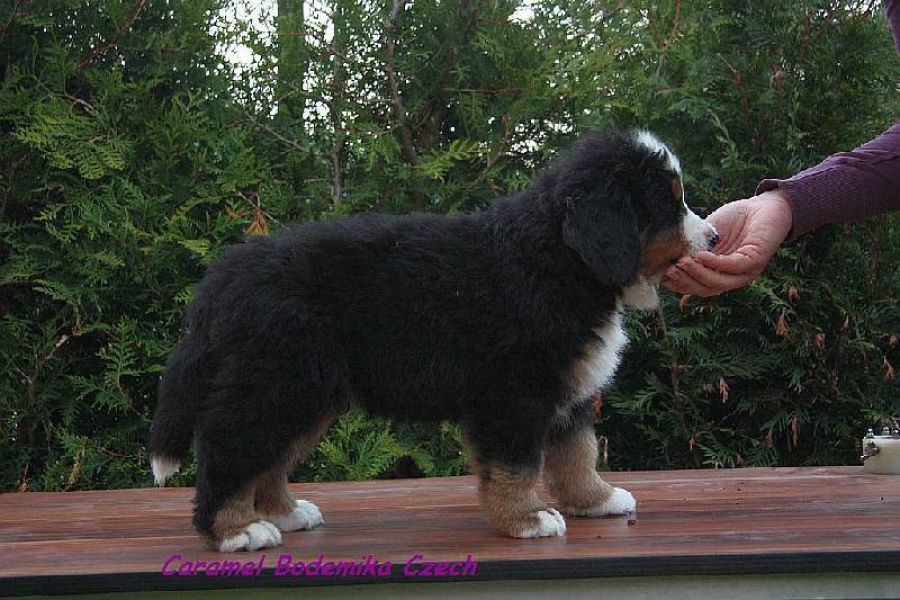 Bouvier bernois chiots