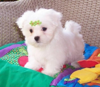 champion teacup maltese for sale