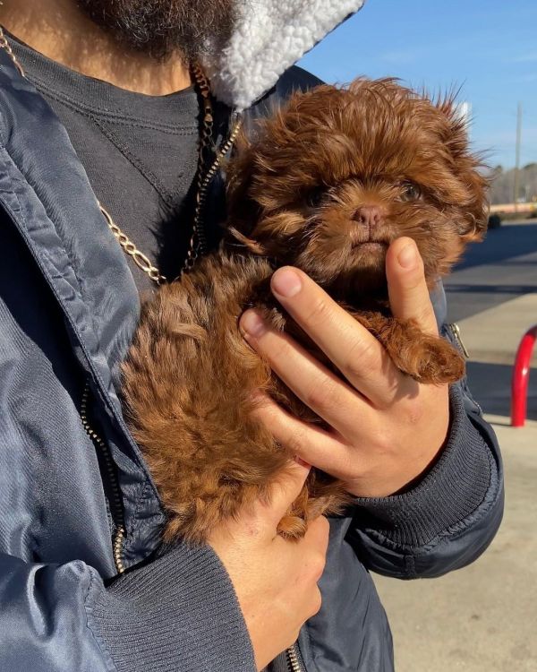 Teacupshihtzupuppiesavailable for adoption