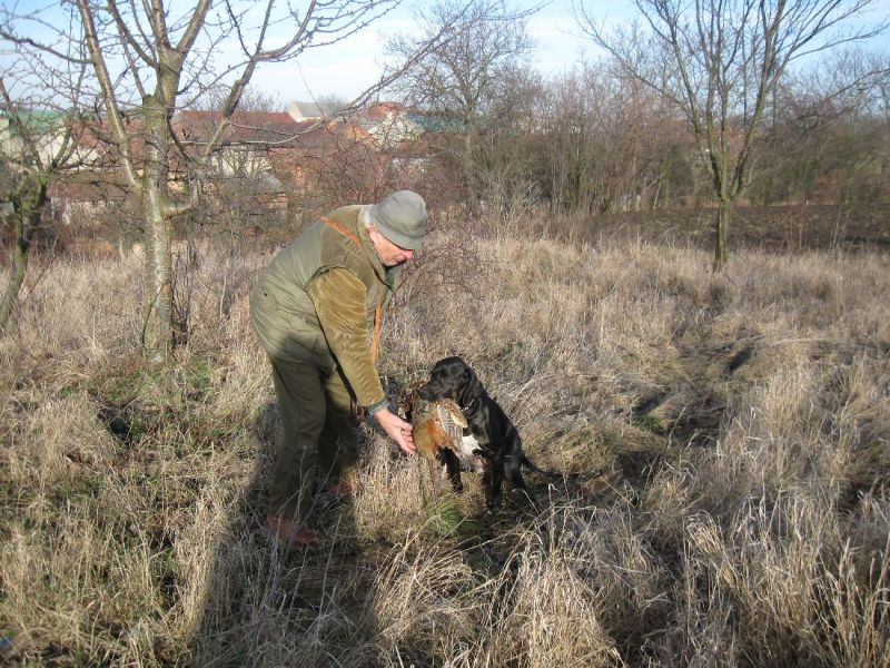 English Pointer puppies for sale 