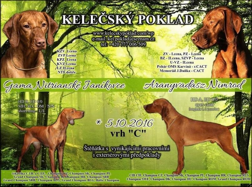 Magyar Vizsla with pedigree, puppies from 2 litters