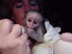 Two baby capuchin Monkeys available!!