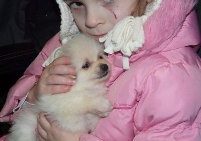 Beautiful AKC Pomeranian Puppies At Fantastic Price