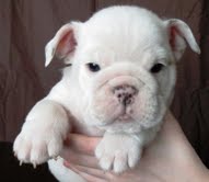 Beautiful Akc English Bulldog