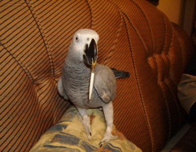 healthy male and female pomanarian puppies for free adoption