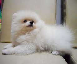 Two Awesome T-Cup Pomeranian Puppies