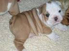 AKC Registered english bulldog Puppies Ready 