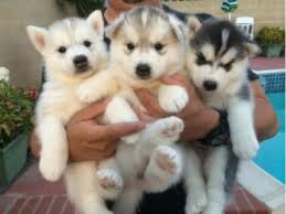  Siberian Huskies For New Homes.