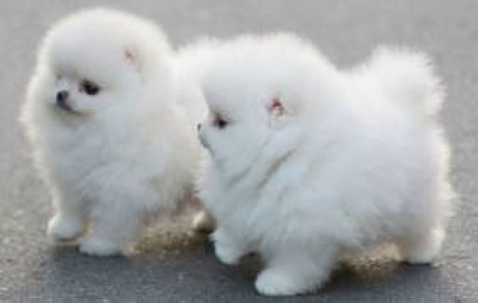 Male and female pomeraninan pups for adoption