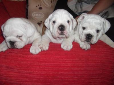 3 left white perfect bulldog puppies, Both, 1-3 months, white ... Swansea for sale.