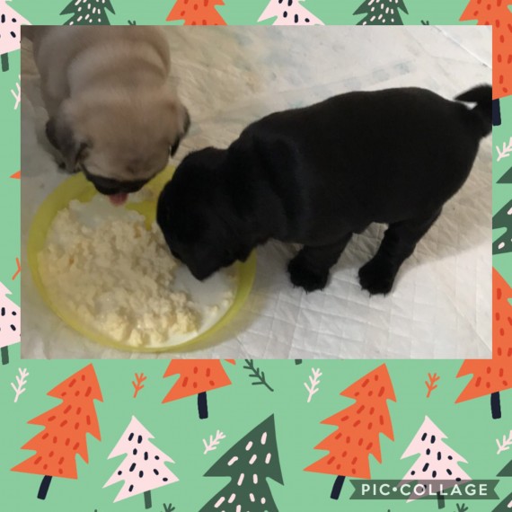 Ready For Their Forever Homes Are 2 Chunky Pugs