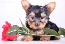 male and female Yorkie puppies ready
