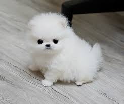Friendly, Teacup Pomeranian For Sale  CALL 07031956739
