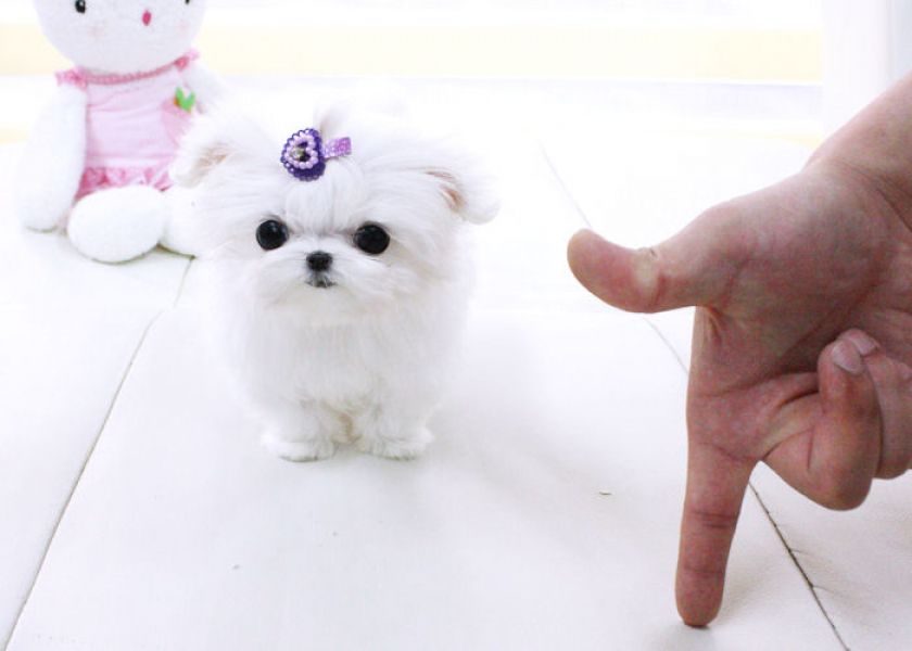 Good tendency  Maltese teacup